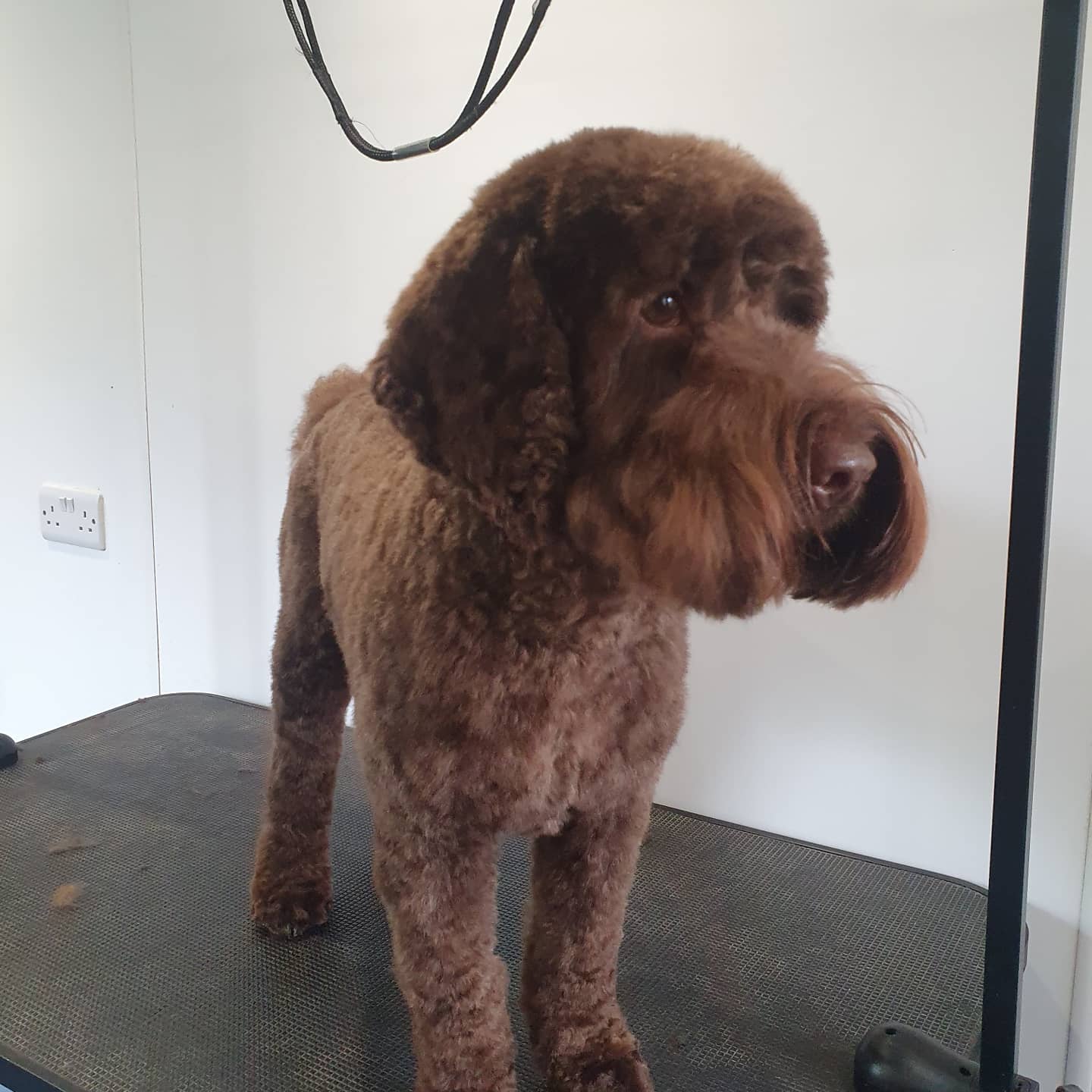 Buzz after groom